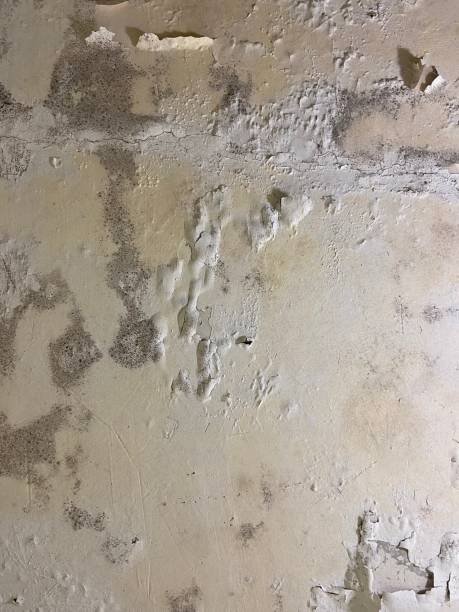 Best Mold Remediation  in Vancouver, WA