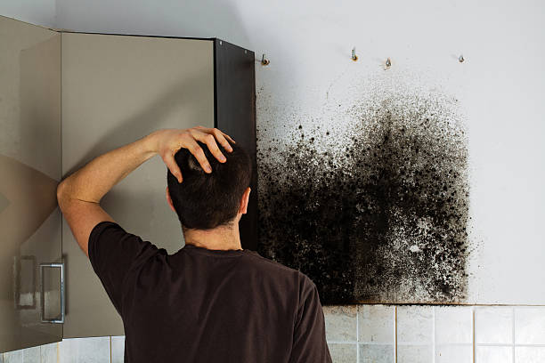 Best Certified Mold Removal  in Vancouver, WA