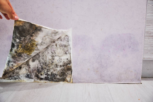 Best Mold Testing  in Vancouver, WA